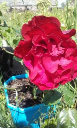 Klimroos (Rosa 'Grand Hotel') -DIRECTPLANT Winkel rosa grand hotel 2 1