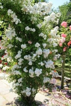 Miniklimroos (Rosa 'Guirlande D'Amour') 14 Miniklimroos (Rosa 'Guirlande D'Amour') -DIRECTPLANT Winkel rosa guirlande d amour 1