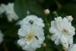 Miniklimroos (Rosa 'Guirlande D'Amour') 13 Miniklimroos (Rosa 'Guirlande D'Amour') -DIRECTPLANT Winkel rosa guirlande d amour 1 1