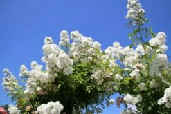 Miniklimroos (Rosa 'Guirlande D'Amour') 15 Miniklimroos (Rosa 'Guirlande D'Amour') -DIRECTPLANT Winkel rosa guirlande d amour 2 2 1