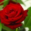 Grootbloemige Roos (Rosa 'Ingrid Bergman') -DIRECTPLANT Winkel rosa ingrid bergman