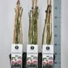 Klimroos (Rosa 'Jasmina') -DIRECTPLANT Winkel rosa jasmina klimroos in de winter c3 3stok75 kaal 1