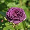 Trosroos (Rosa 'Minerva') -DIRECTPLANT Winkel rosa minerva