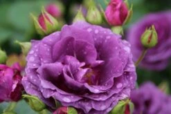 Trosroos (Rosa 'Minerva') -DIRECTPLANT Winkel rosa minerva 2