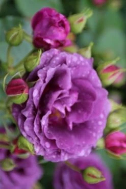 Trosroos (Rosa 'Minerva') -DIRECTPLANT Winkel rosa minerva 1