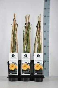 Klimroos (Rosa 'Moonlight')