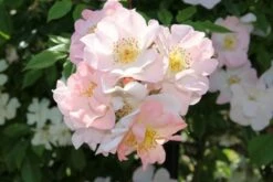 Miniklimroos (Rosa 'Open Arms') -DIRECTPLANT Winkel rosa open arms 1