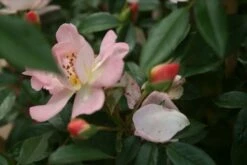 Miniklimroos (Rosa 'Open Arms') -DIRECTPLANT Winkel rosa open arms 1 1