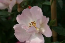 Miniklimroos (Rosa 'Open Arms') -DIRECTPLANT Winkel rosa open arms 2 1