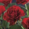 Klimroos (Rosa 'Paul's Scarlet Climber') -DIRECTPLANT Winkel rosa paul s scarlet climber 2 1