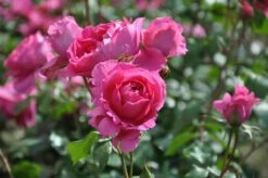 Klimroos (Rosa 'Pink Cloud') -DIRECTPLANT Winkel rosa pink cloud 1