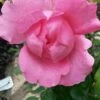 Klimroos (Rosa 'Pink Cloud') -DIRECTPLANT Winkel rosa pink cloud 1 1
