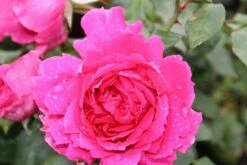 Klimroos (Rosa 'Pink Cloud') -DIRECTPLANT Winkel rosa pink cloud 2 1 1