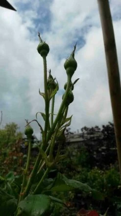 Klimroos (Rosa 'Pink Cloud') -DIRECTPLANT Winkel rosa pink cloud 3 1