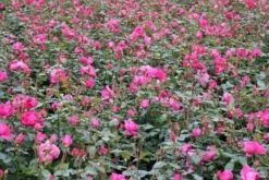 Klimroos (Rosa 'Pink Cloud') -DIRECTPLANT Winkel rosa pink cloud 3 1