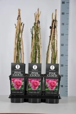 Klimroos (Rosa 'Pink Cloud') -DIRECTPLANT Winkel rosa pink cloud in de winter