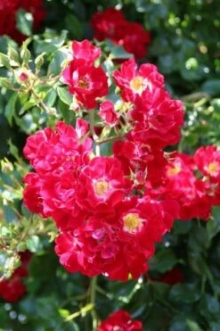 Miniklimroos (Rosa 'Rambling Rosie') -DIRECTPLANT Winkel rosa rambling rosie