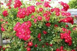 Miniklimroos (Rosa 'Rambling Rosie') -DIRECTPLANT Winkel rosa rambling rosie 2