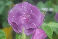 Roos (Rosa 'Rhapsody In Blue') -DIRECTPLANT Winkel rosa rhapsody in blue 1 2 1