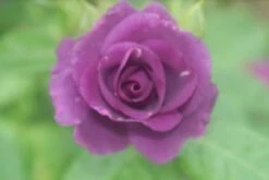 Roos (Rosa 'Rhapsody In Blue') -DIRECTPLANT Winkel rosa rhapsody in blue 2 2 1