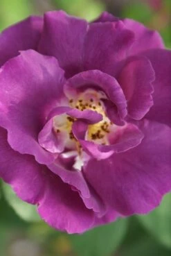 Roos (Rosa 'Rhapsody In Blue') -DIRECTPLANT Winkel rosa rhapsody in blue 2 3