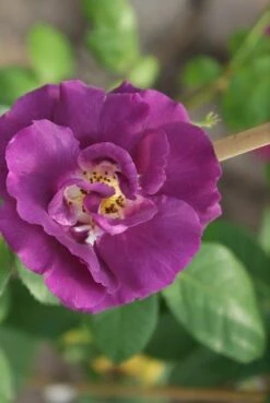 Roos (Rosa 'Rhapsody In Blue') -DIRECTPLANT Winkel rosa rhapsody in blue 3 2
