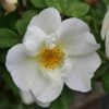Ondoordringbare Haag, Laag -DIRECTPLANT Winkel rosa rugosa alba 1