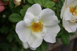 Ondoordringbare Haag, Laag