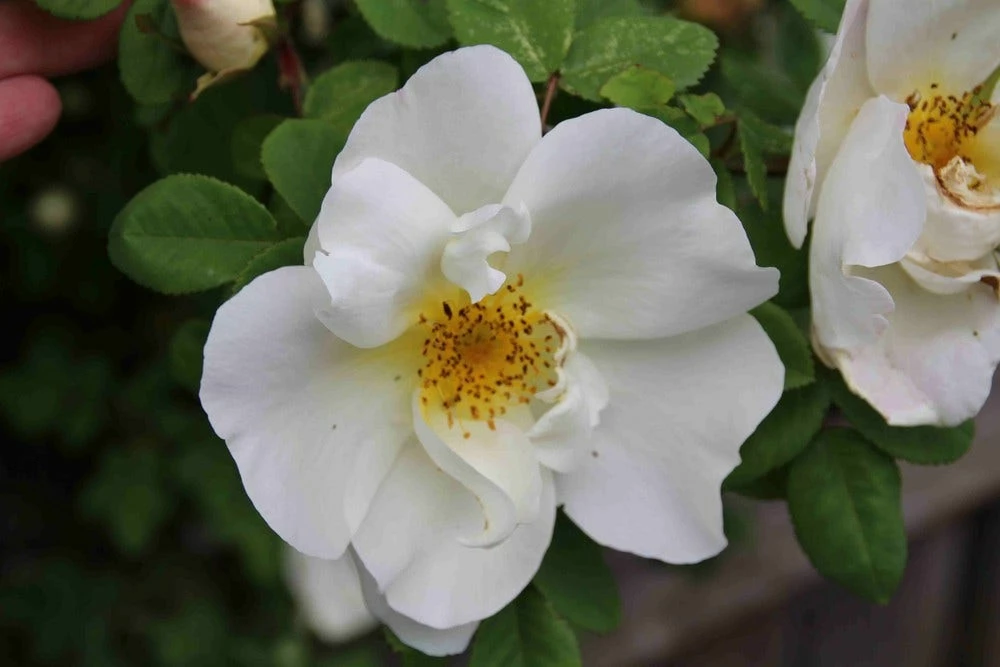 Ondoordringbare Haag, Laag 3 Ondoordringbare Haag, Laag