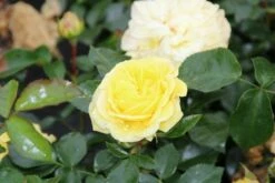 Bodembedekkende Roos (Rosa 'Solero') -DIRECTPLANT Winkel rosa solero 2