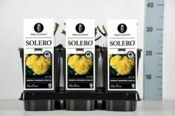 Bodembedekkende Roos (Rosa 'Solero') -DIRECTPLANT Winkel rosa solero in de winter