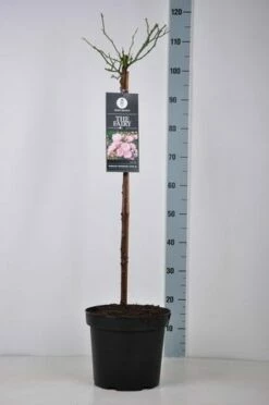 Stamroos (Rosa 'The Fairy') -DIRECTPLANT Winkel rosa thefairy stam70 kaal