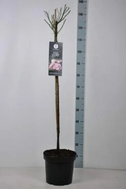 Stamroos (Rosa 'The Fairy') -DIRECTPLANT Winkel rosa thefairy stam90 kaal