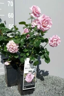 Grootbloemige Roos (Rosa 'Blue Girl') -DIRECTPLANT Winkel rosabluegirl04