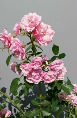 Trosroos (Rosa 'Bonica 82') -DIRECTPLANT Winkel rosabonica01