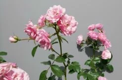 Trosroos (Rosa 'Bonica 82') -DIRECTPLANT Winkel rosabonica02