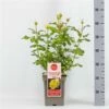 Grootbloemige Roos (Rosa 'Diamonds Forever') -DIRECTPLANT Winkel rosadiamondsforever01 1