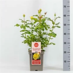 Grootbloemige Roos (Rosa 'Diamonds Forever')