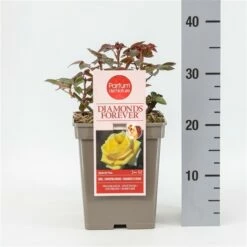 Grootbloemige Roos (Rosa 'Diamonds Forever') -DIRECTPLANT Winkel rosadiamondsforever02