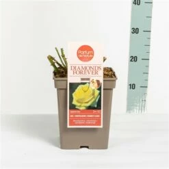 Grootbloemige Roos (Rosa 'Diamonds Forever') -DIRECTPLANT Winkel rosadiamondsforever03 1