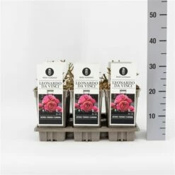 Trosroos (Rosa 'Leonardo Da Vinci') -DIRECTPLANT Winkel rosaleonardodavinci03 1