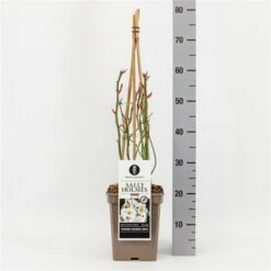 Roos (Rosa 'Sally Holmes') -DIRECTPLANT Winkel rosasallyholmes01 2