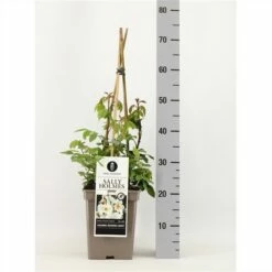 Roos (Rosa 'Sally Holmes') -DIRECTPLANT Winkel rosasallyholmes02 1