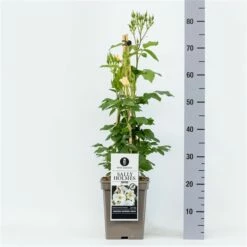 Roos (Rosa 'Sally Holmes') -DIRECTPLANT Winkel rosasallyholmes04 1