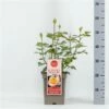 Roos (Rosa 'Scented Memory') -DIRECTPLANT Winkel rosascentedmemory01