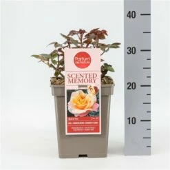 Roos (Rosa 'Scented Memory') -DIRECTPLANT Winkel rosascentedmemory02 1