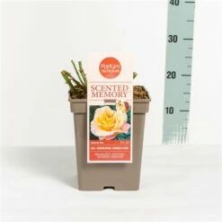 Roos (Rosa 'Scented Memory') -DIRECTPLANT Winkel rosascentedmemory03 2