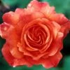 Klimroos (Rosa 'Westerland') -DIRECTPLANT Winkel rowester 2 1
