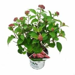 Hortensia (Hydrangea 'Ruby Annabelle') -DIRECTPLANT Winkel ruby annabelle 1