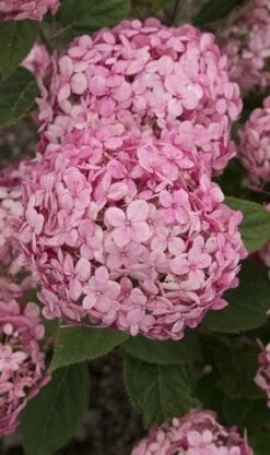 Hortensia (Hydrangea 'Ruby Annabelle') -DIRECTPLANT Winkel ruby annabelle 1